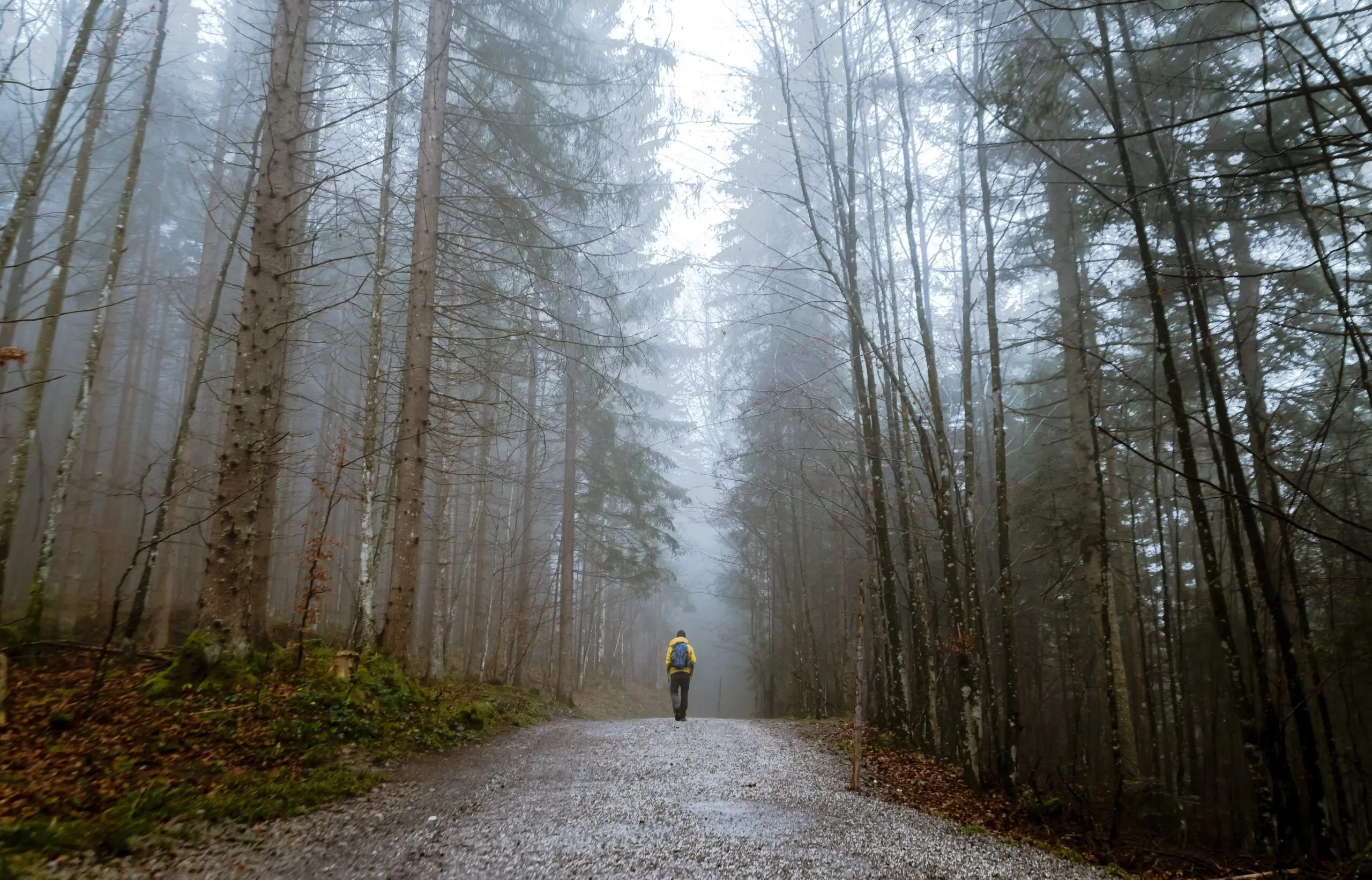 A New Path Therapy A New Path Therapy